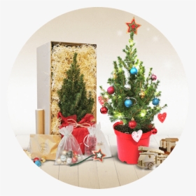 Data Src //cdn - Mini Real Christmas Tree Post, HD Png Download, Transparent PNG